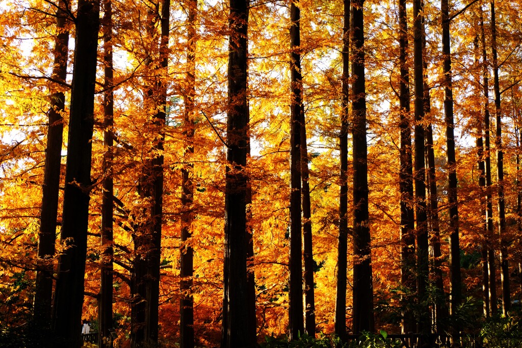 神代植物公園の秋1～メタセコイア