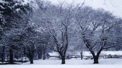 snow tree～雪の３本