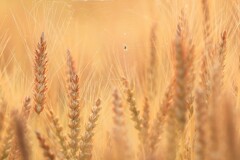 麦クモ 麦クモ
