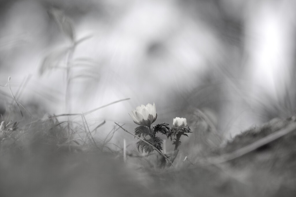 福寿草～昭和記念公園1