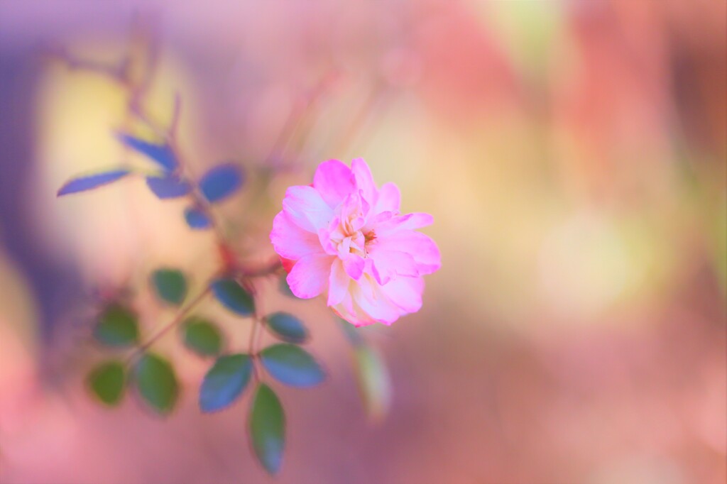 rose