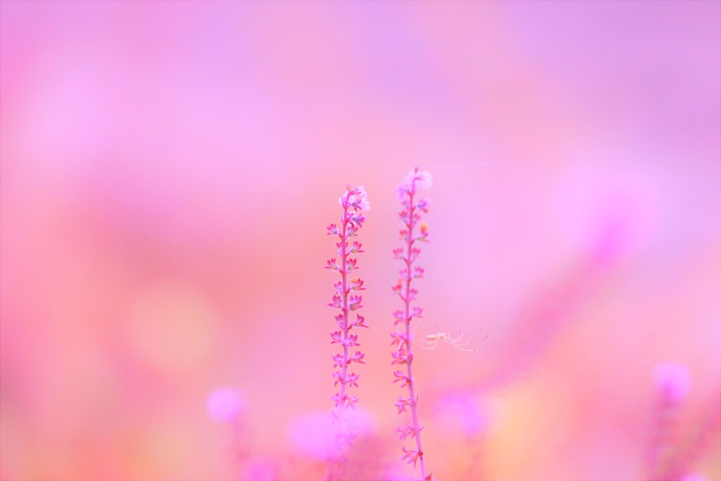 pink spider