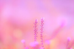 pink spider