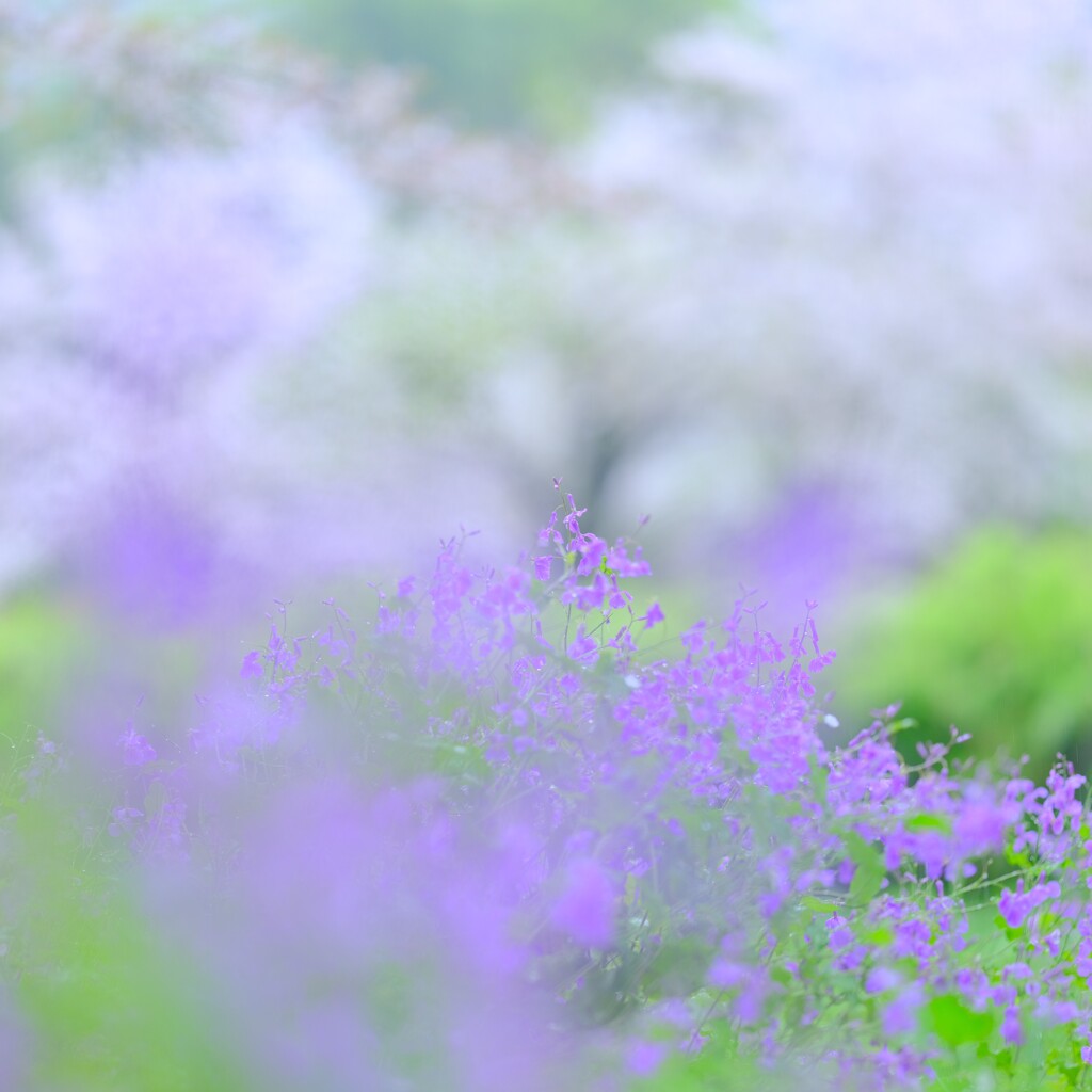 桜の下のムラサキハナナ