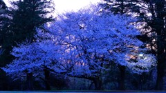 夜桜～稲荷山公園1