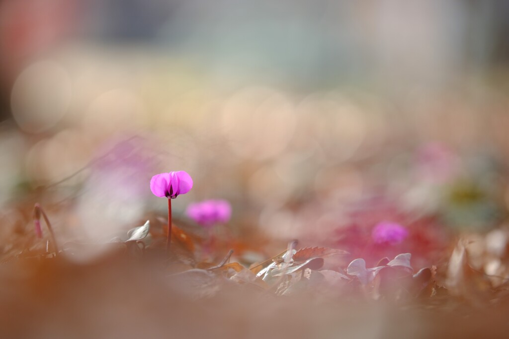 原種シクラメン～みずほエコパーク1