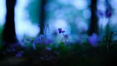 公園の花～原種シクラメン・ヘデリフォリウム