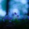 公園の花～原種シクラメン・ヘデリフォリウム
