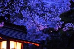 night sakura