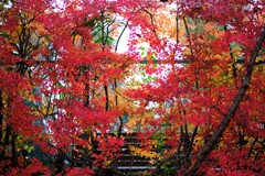 koyo koen ～紅葉公園