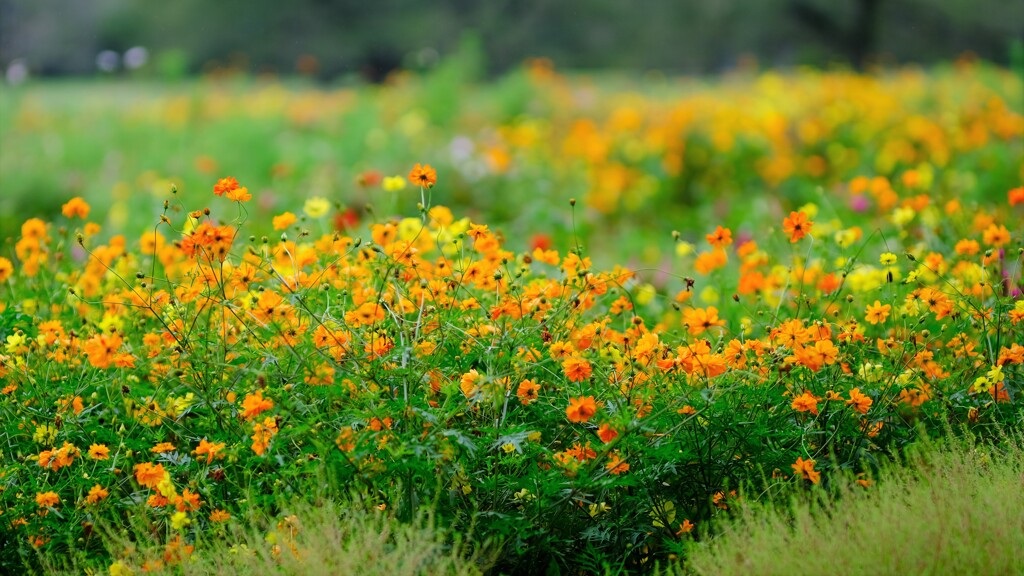 bouquet garden　～昭和記念公園