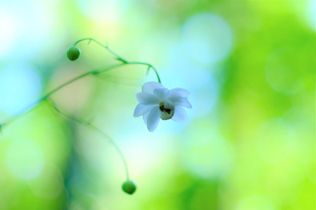 レンゲショウマ～森林公園(咲き始め)