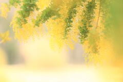 ミモザ蕾～森林公園