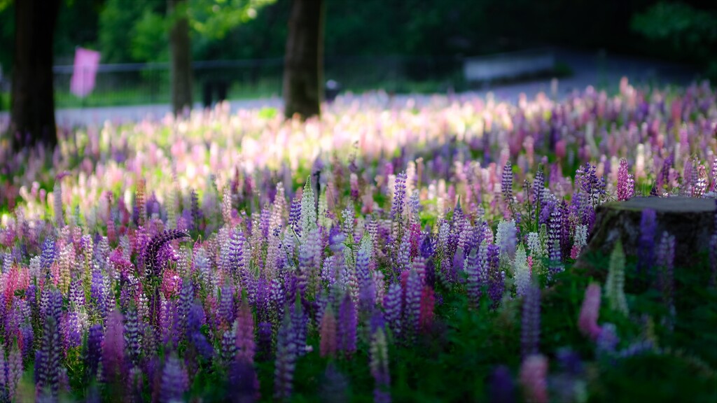 ルピナス～森林公園