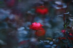 秋バラ~中之条ガーデンズ 秋バラ~中之条ガーデンズ