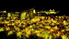 マリーゴールド~茨木フラワーパーク フラワーイルミネイト♪ マリーゴールド~茨木フラワーパーク フラワーイルミネイト♪