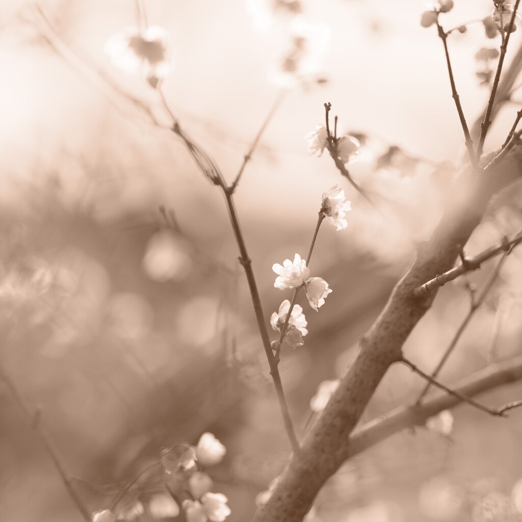 セピア色の蝋梅～府中郷土の森博物館１