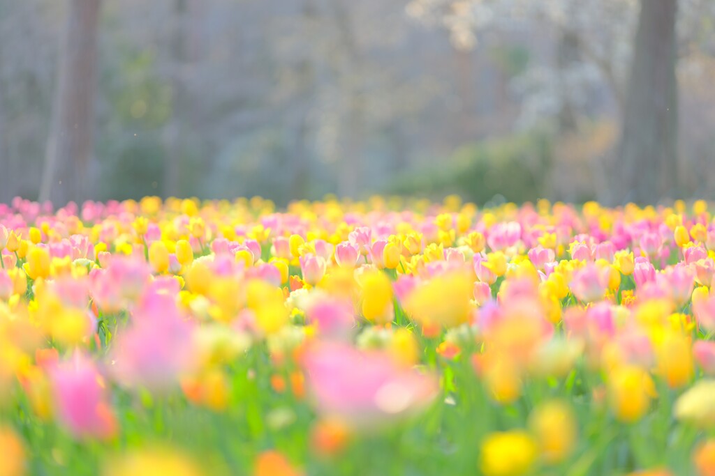 チューリップ～森林公園