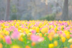 チューリップ～森林公園
