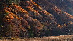 小海線沿線の秋~朝日紅葉 小海線沿線の秋~朝日紅葉