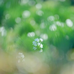 水仙(ペーパーホワイト)～～新宿御苑2