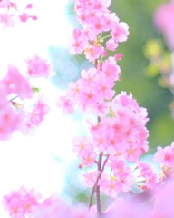 境内の河津桜1