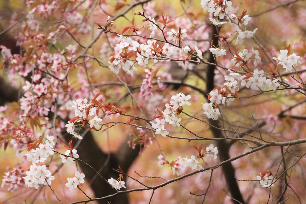 山桜～山吹の里