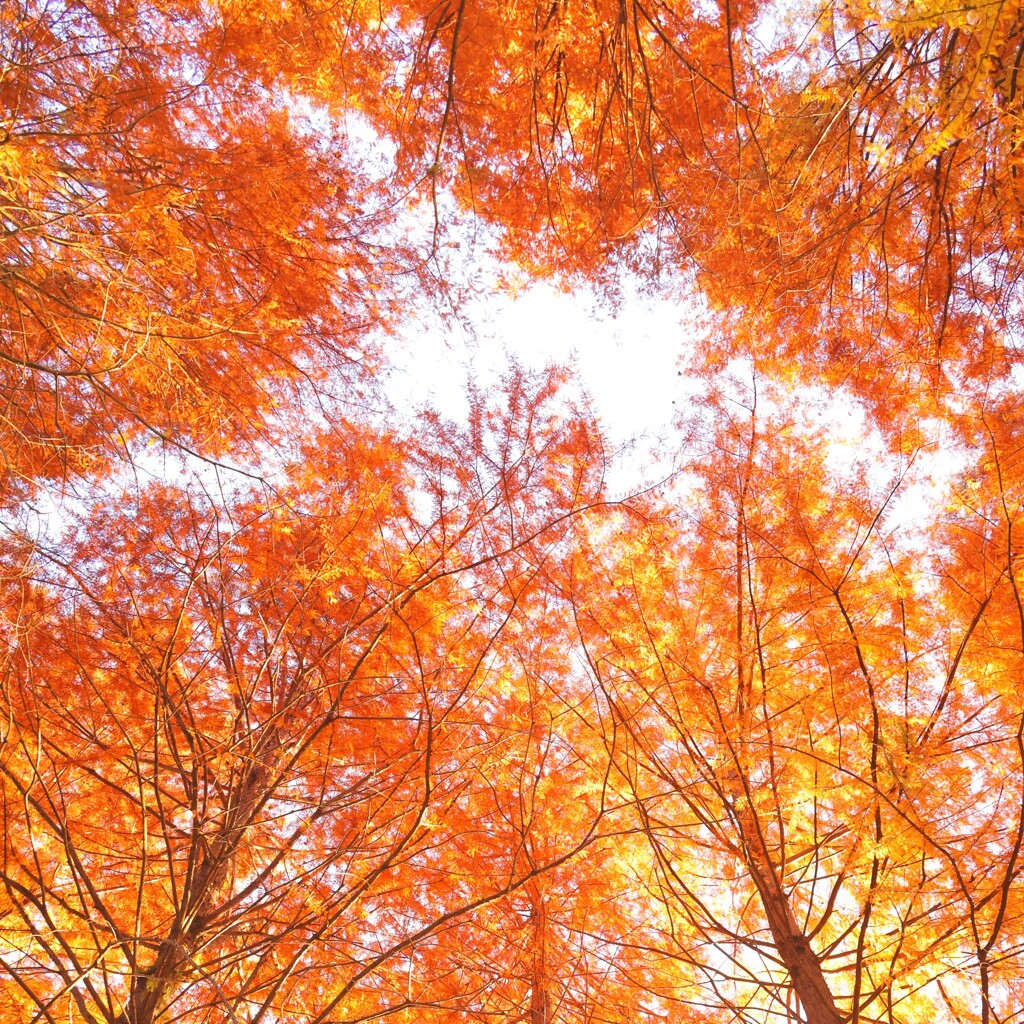 彩の国入間公園～メタセコイア２