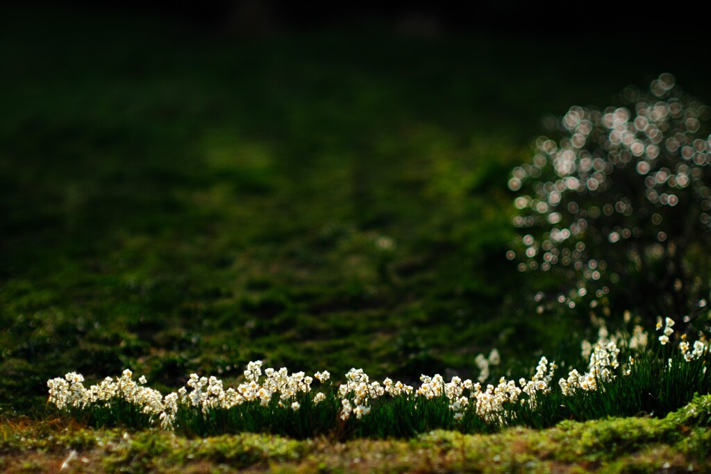 水仙～をくずれ水仙郷4