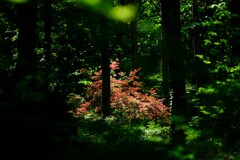 森の光1
