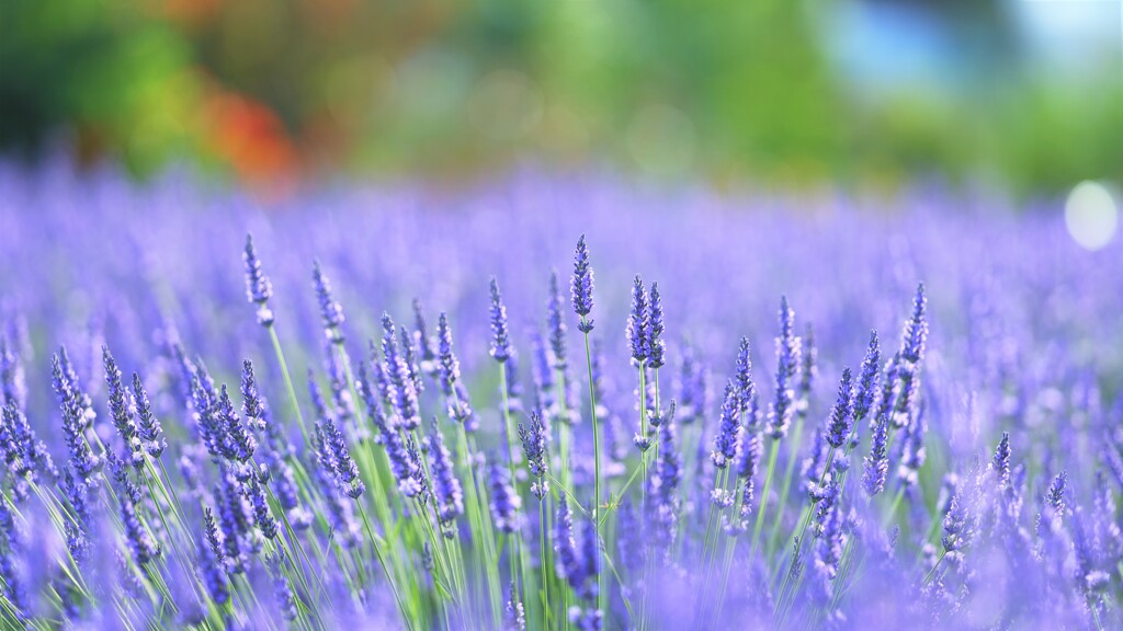 lavender