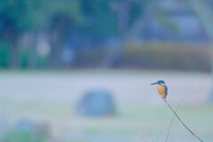カワセミ～水元公園