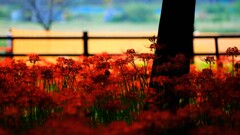 曼珠沙華～巾着田2回目2