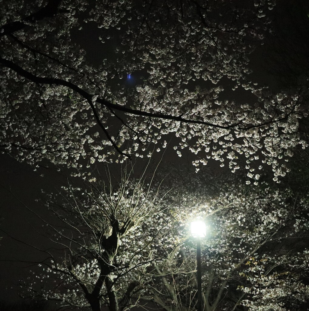 夜桜散歩2