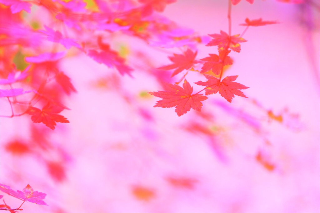 momiji