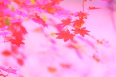 momiji