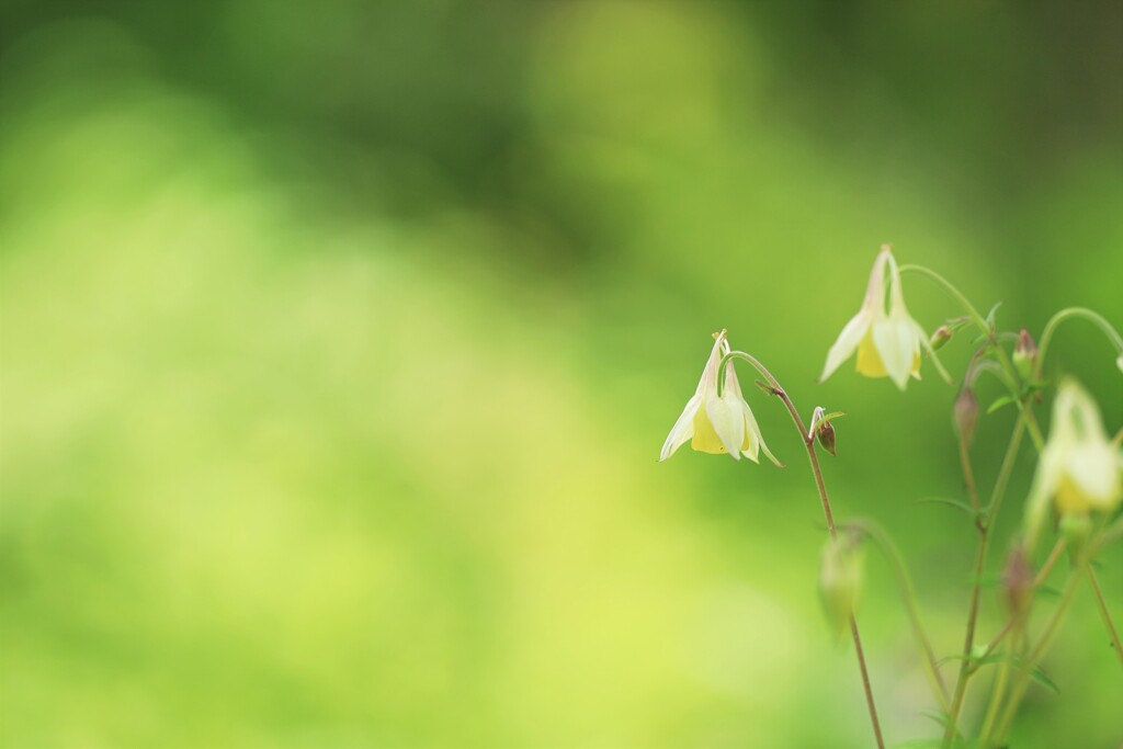 オダマキ～軽井沢レイクガーデン
