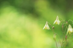 オダマキ～軽井沢レイクガーデン