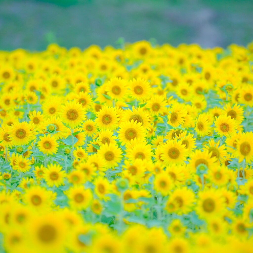 くりはま花の国ひまわり