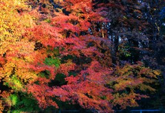 昭和記念公園～紅葉３