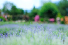 ラベンダー～夢ハーベスト農場