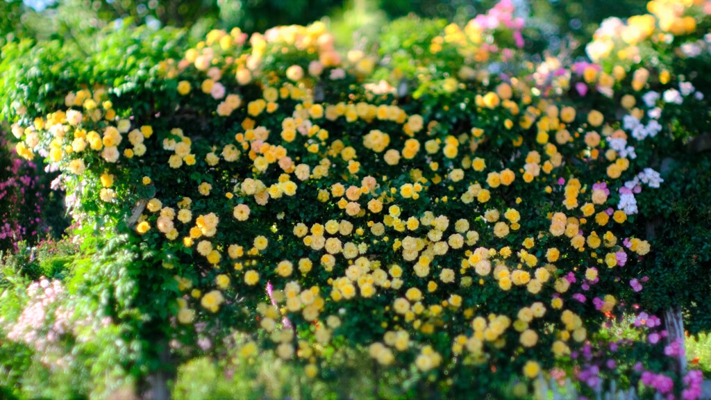 黄薔薇～夢ハーベスト農場