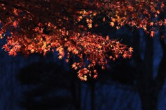 紅葉～みずほエコパーク