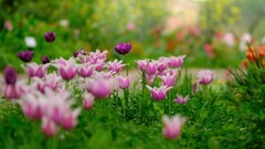 tulip