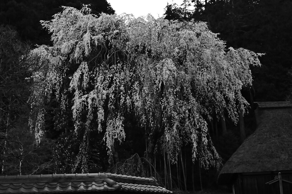 夜枝垂れ桜～高麗神社1