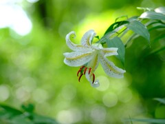 ヤマユリ～森林公園1