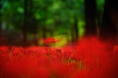 曼珠沙華～巾着田2