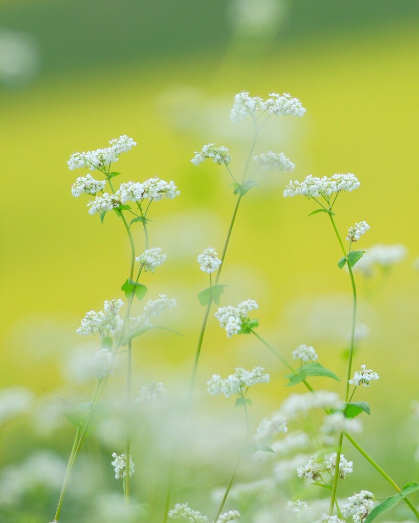 蕎麦の花