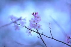桜～高麗神社2