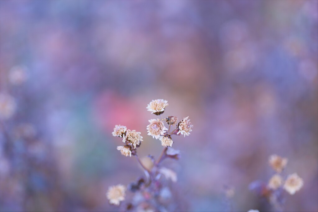 winter flower